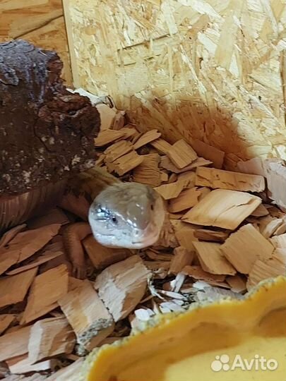 Террариум для рептилий (сцинка)