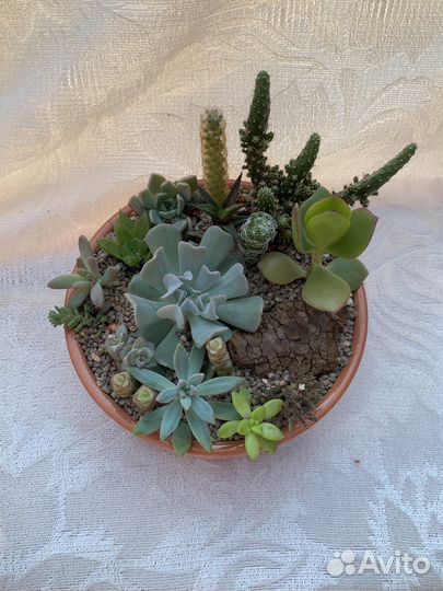 Кактусы и суккуленты, флорариум