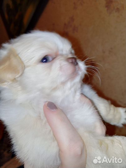 Пекинес мини