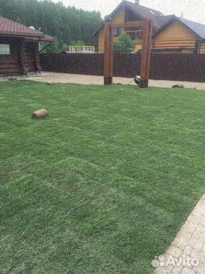 Продажа рулонного газона эконом