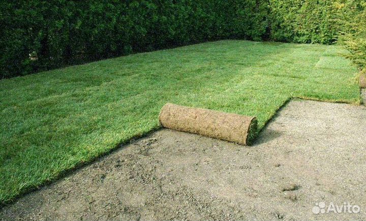 Продажа рулонного газона эконом