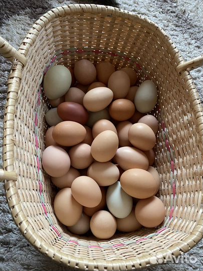 Домашние куриные яйца