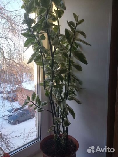 Педилантус