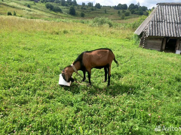 Чешский козел