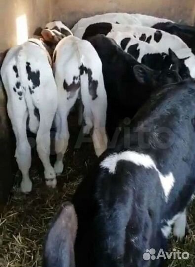 Бычки и быки