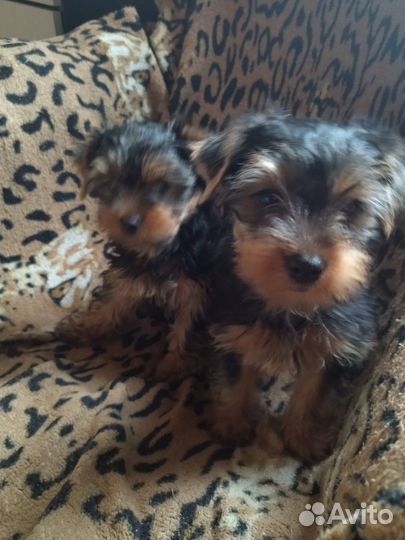 Йоркширский терьер щенки девочки