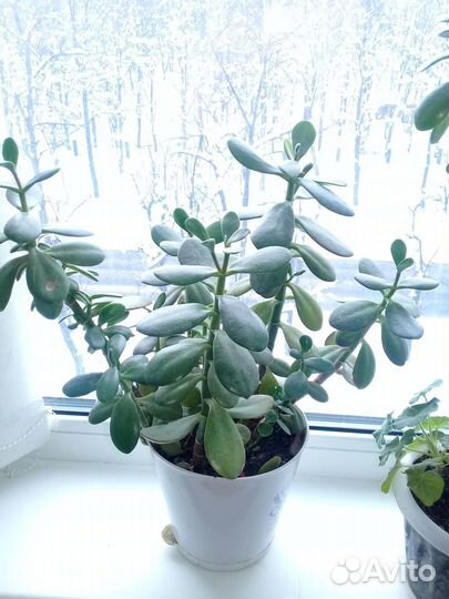 Толстянка или денежное дерево