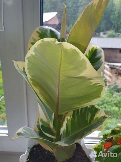 Фикус с белым краем