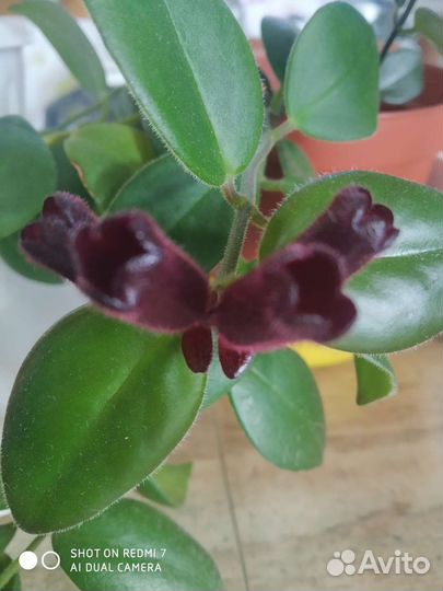 Эсхинантус