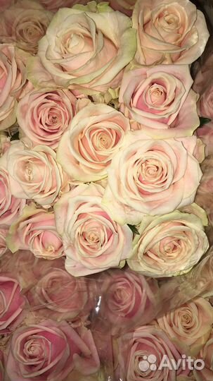 Розы с бесплатной доставкой