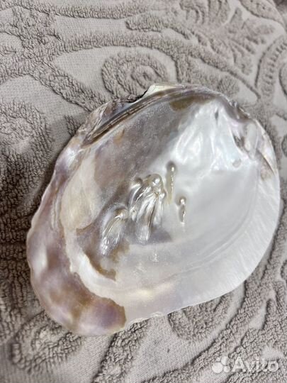 Ракушка с жемчужинами