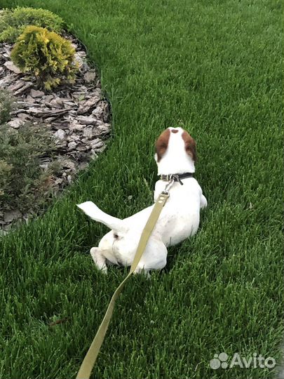 Вязка собак