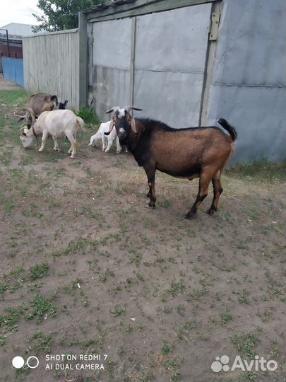 Нубийский козел