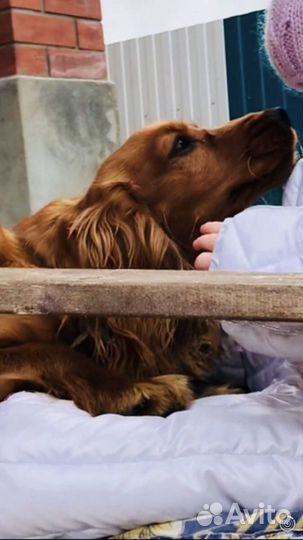 Кокер спаниель