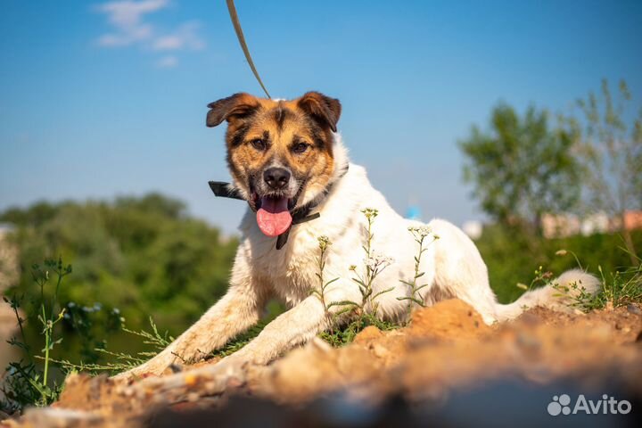 Тарзан ищет дом