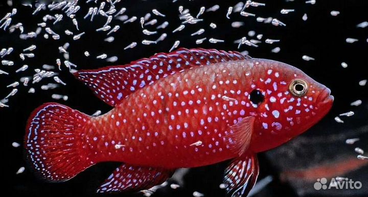 Аквариумная рыбка