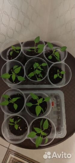 Рассада острого перца