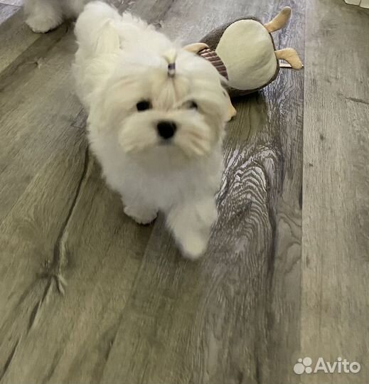 Мальтезе РКФ