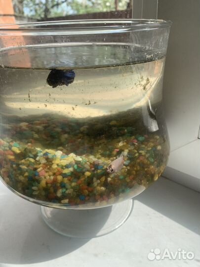 Бокал с двумя петушками