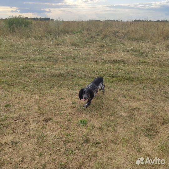 Русский спаниель вязка