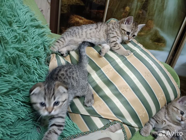 Шотландская