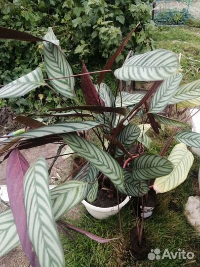 Продам растение ктенанта