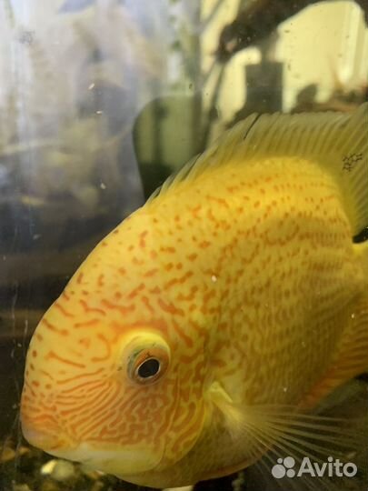 Аквариумные рыбы Северум