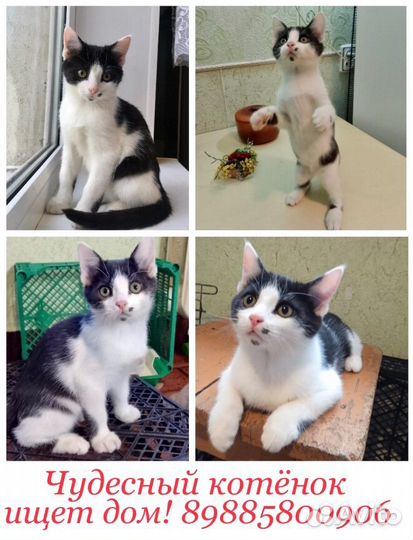 Чудо чудное в дар