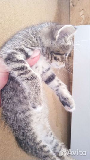 Оцикет котята