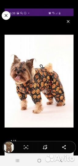 Одежда для маленьких собак