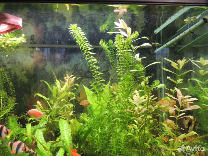 Аквариумные растения
