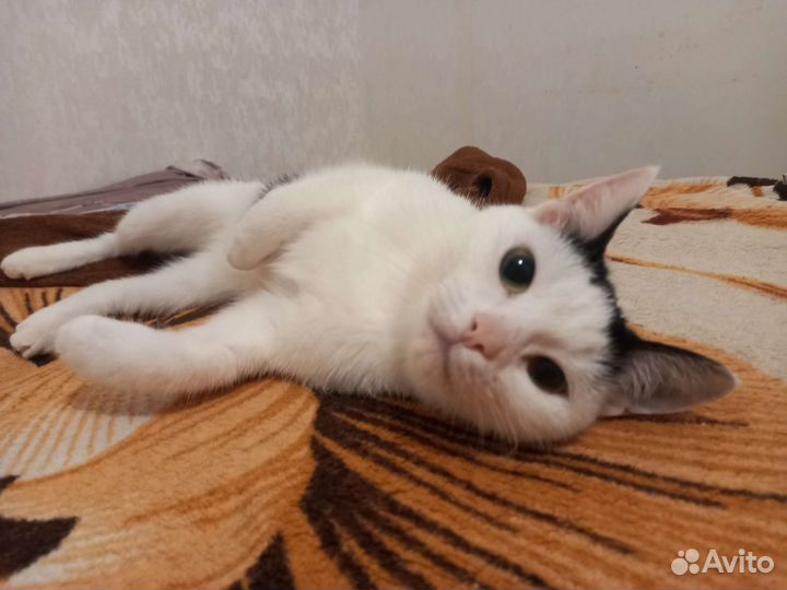 Кошка в дар