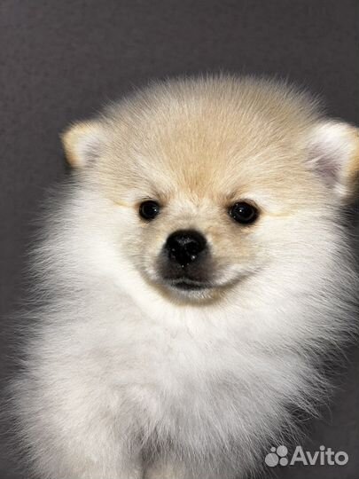 Померанский шпиц медвежьего типа