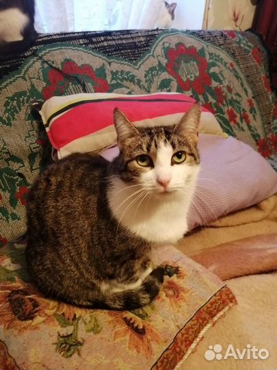 Кошка в добрые руки