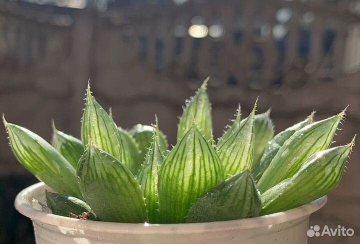 Haworthia cooperi и другие Хавортии