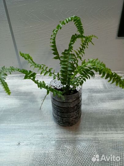 Папоротник нефролепис Грин Леди