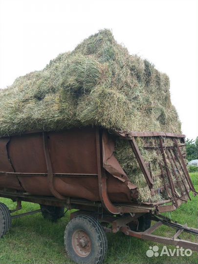 Сено люцерна, под заказ