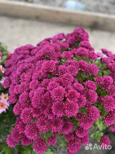 Хризантемы мультифлора, укоренённые черенки