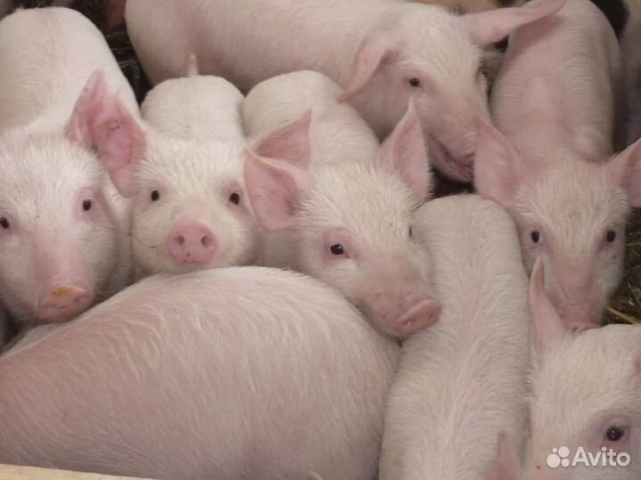 Семя хряка для лпх