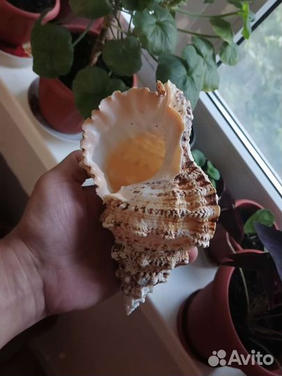 Морская Большая Ракушка Бурса Бубо