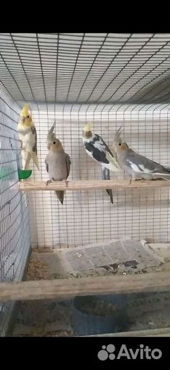 Попугай корелла