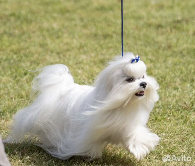 Мальтезе вязка