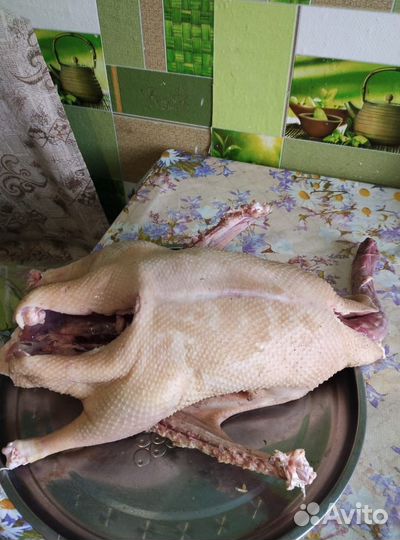 Тушки индюшки, гусей