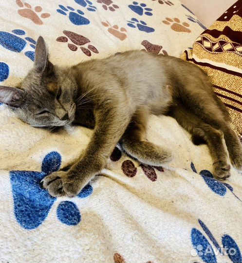 Кошка молодая нужен дом или передержка