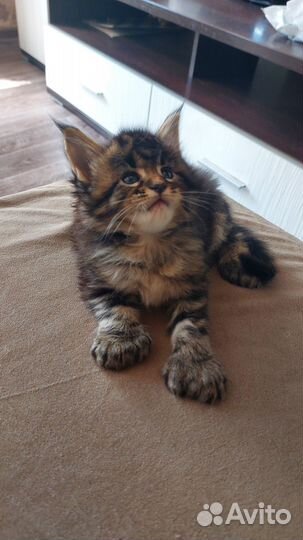 Котята мейн-кун полидакт