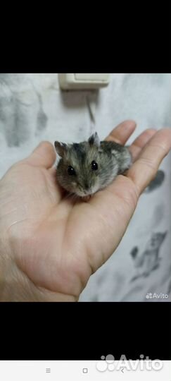 Хомяки джунгарики