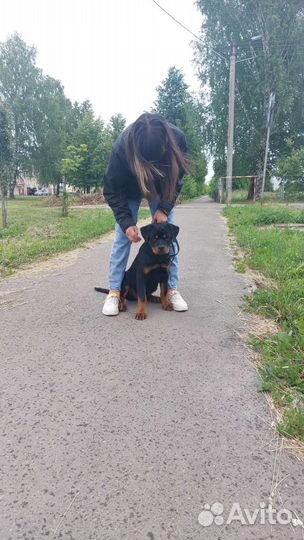Ротвейлер