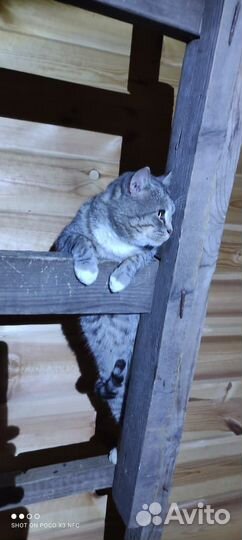 Котята полосачи-крысоловы шотландцы