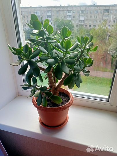 Денежное дерево (Толстянка)