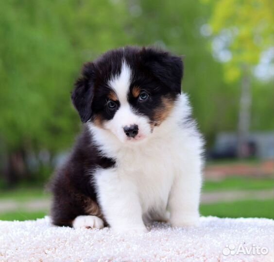 Щенки аусси